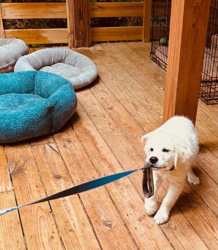 A Silver Charm puppy exploring indoors