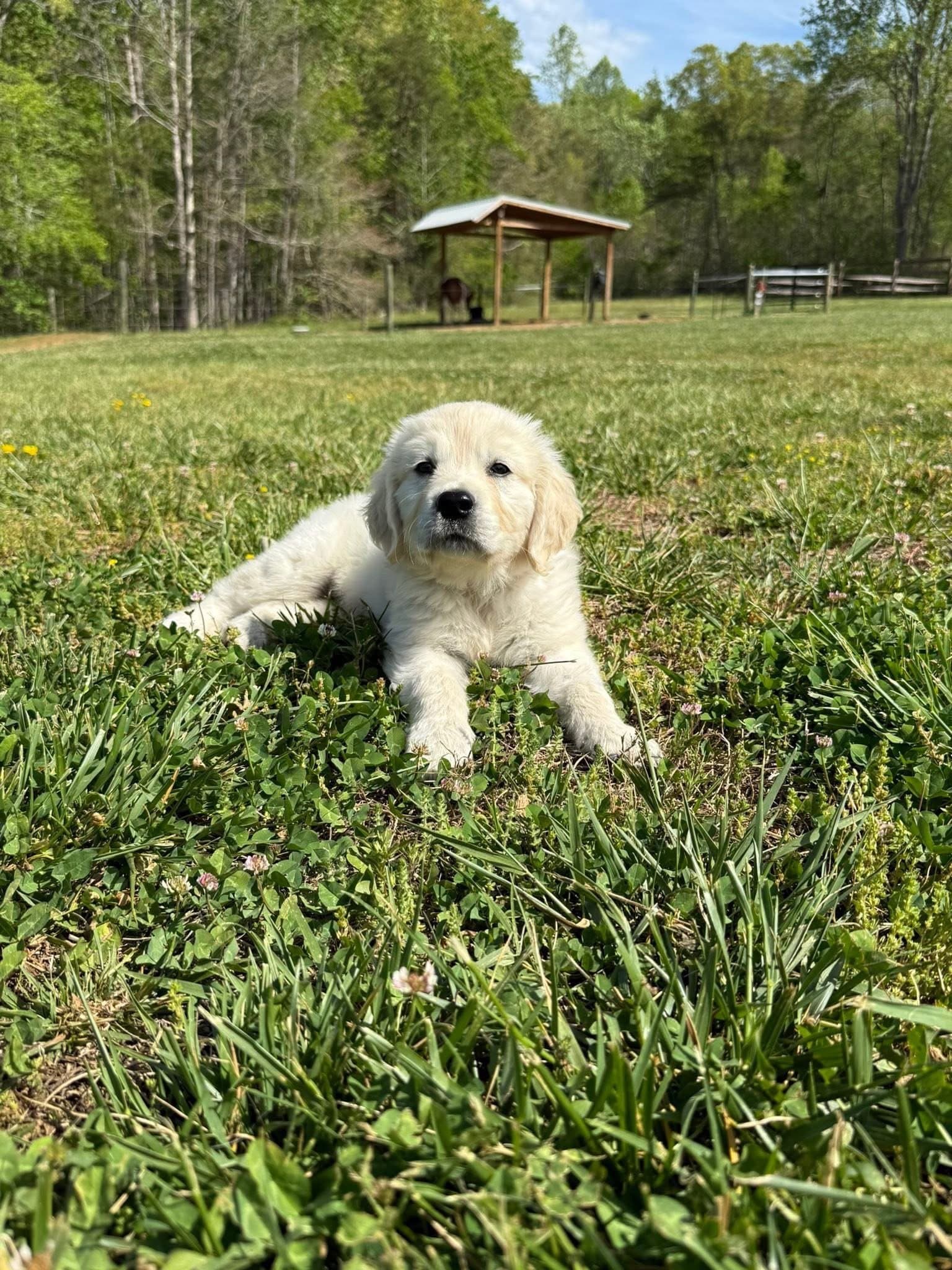 A Silver Charm puppy outdoors