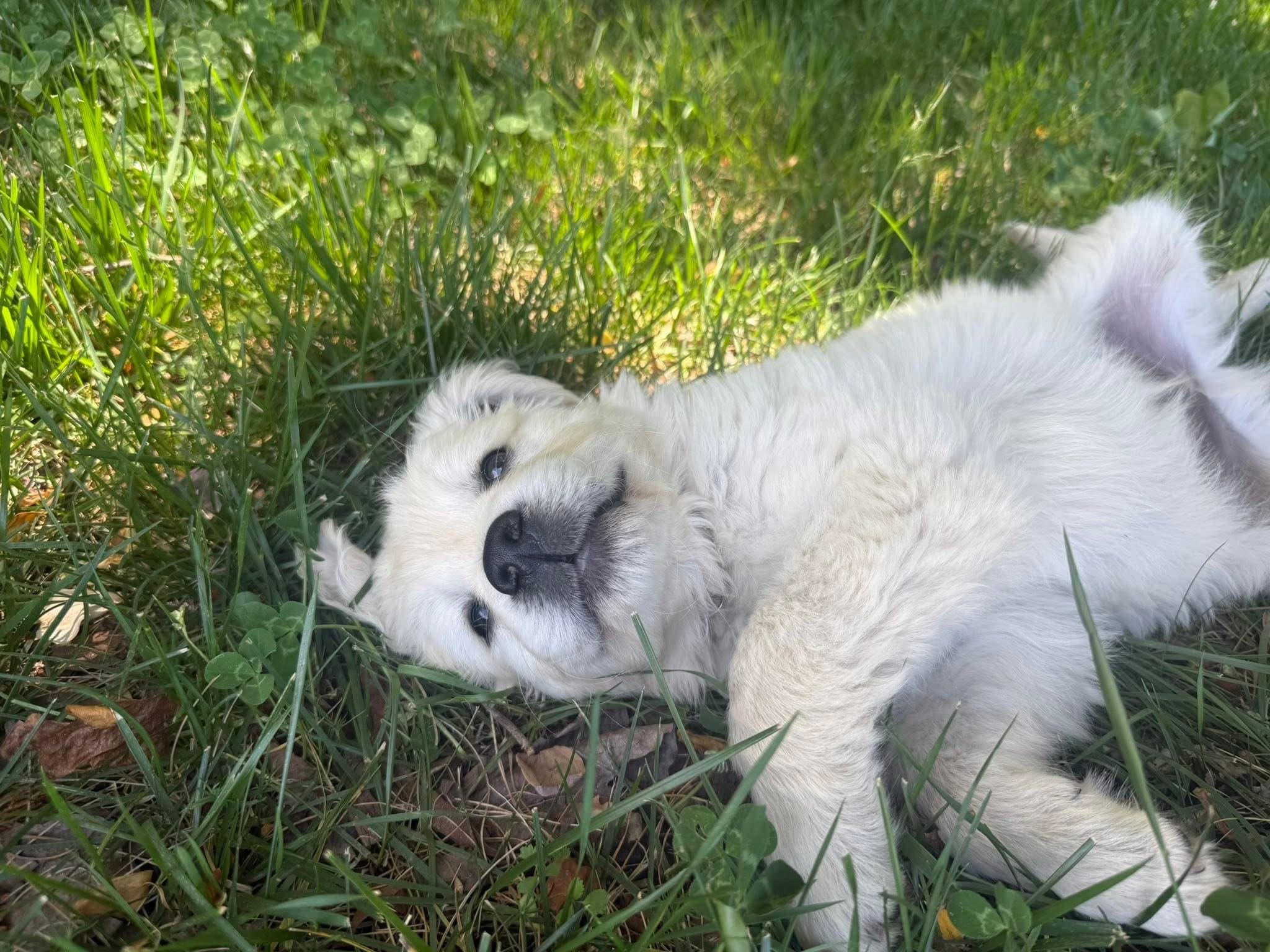 A Silver Charm puppy resting in grass