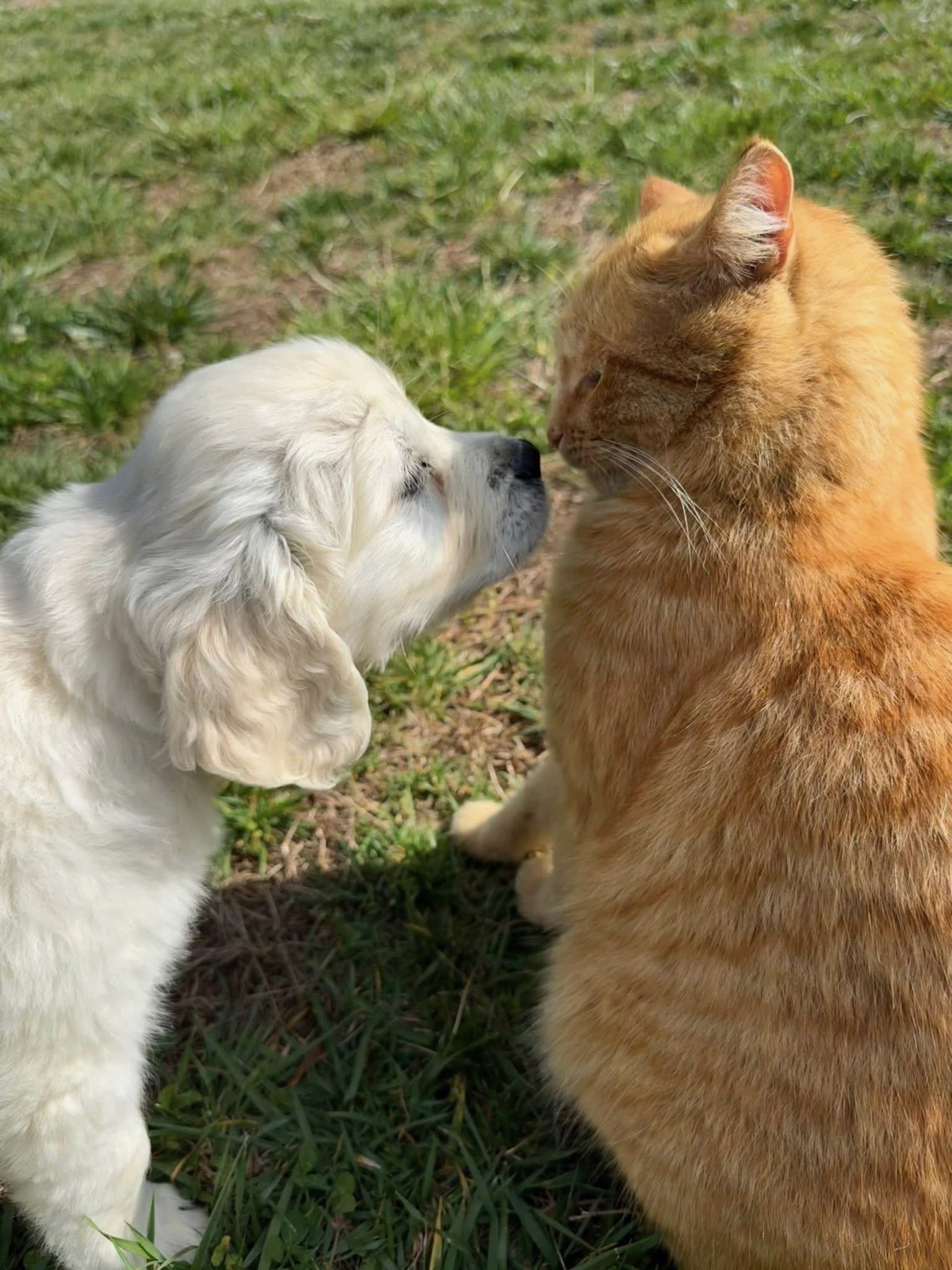 A Silver Charm puppy meeting another animal