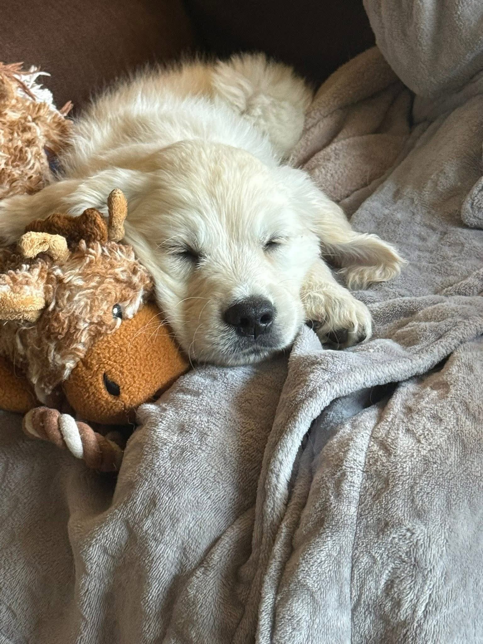 A Silver Charm puppy at a community venue