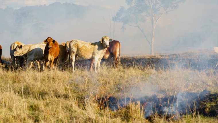 Cows standing in field in Australia
